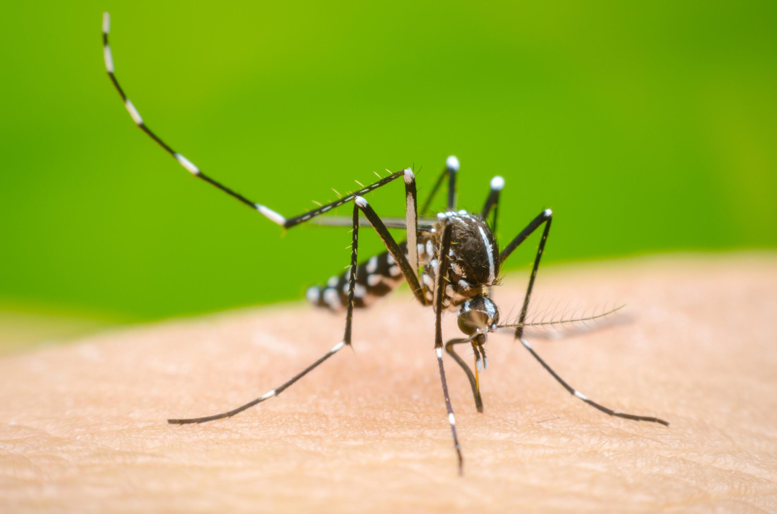 Se consolida la tendencia al descenso de casos de dengue